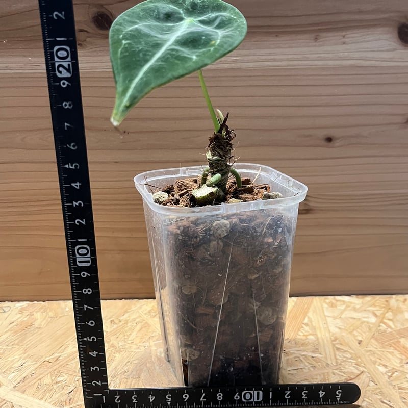 アンスリウム フォルゲッティ ホワイトストライプ | GREEN LUCK