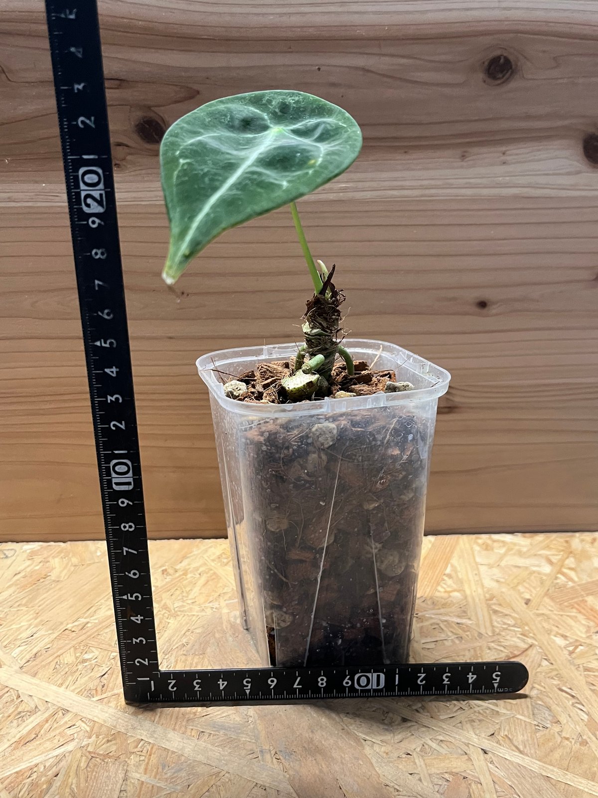 アンスリウム フォルゲッティ ホワイトストライプ | GREEN LUCK