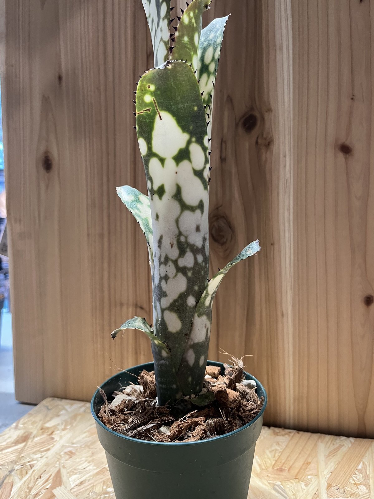 ブロメリア・エアープランツ Billbergia Merrie Monarch Billbergia Merrie Monarch