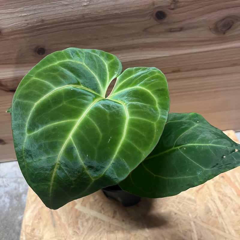 アンスリウム パピリラミナム レッドステム | GREEN LUCK