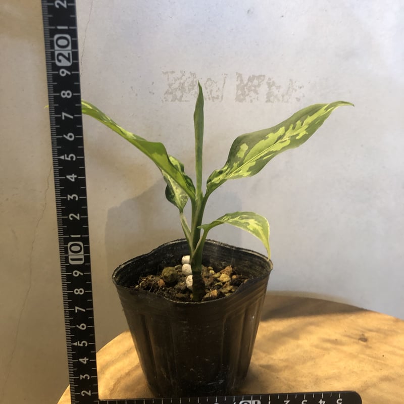 アグラオネマ ピクタム トリカラー エウレカタイプ | GREEN LUCK