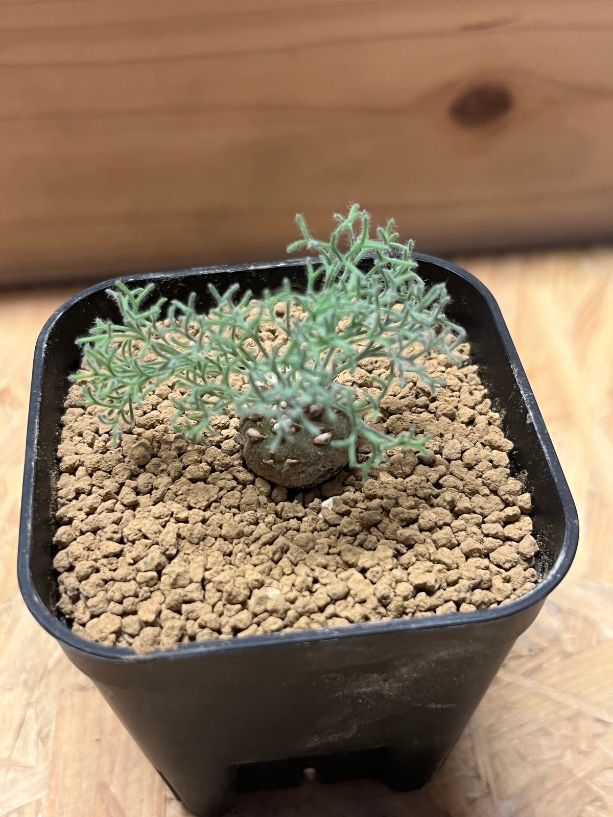 モンソニア ペニクリナム 実生株(A)（抜き苗） モンソニア ペニクリナム 実生株(A)（抜き苗） モンソニア