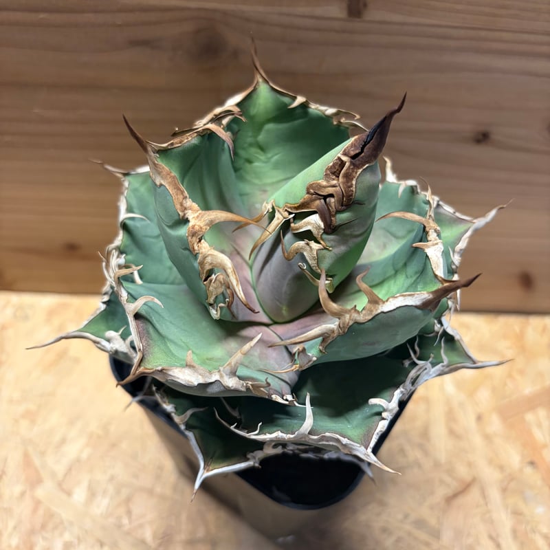 アガベ チタノタ 'シャークソウイ' | GREEN LUCK