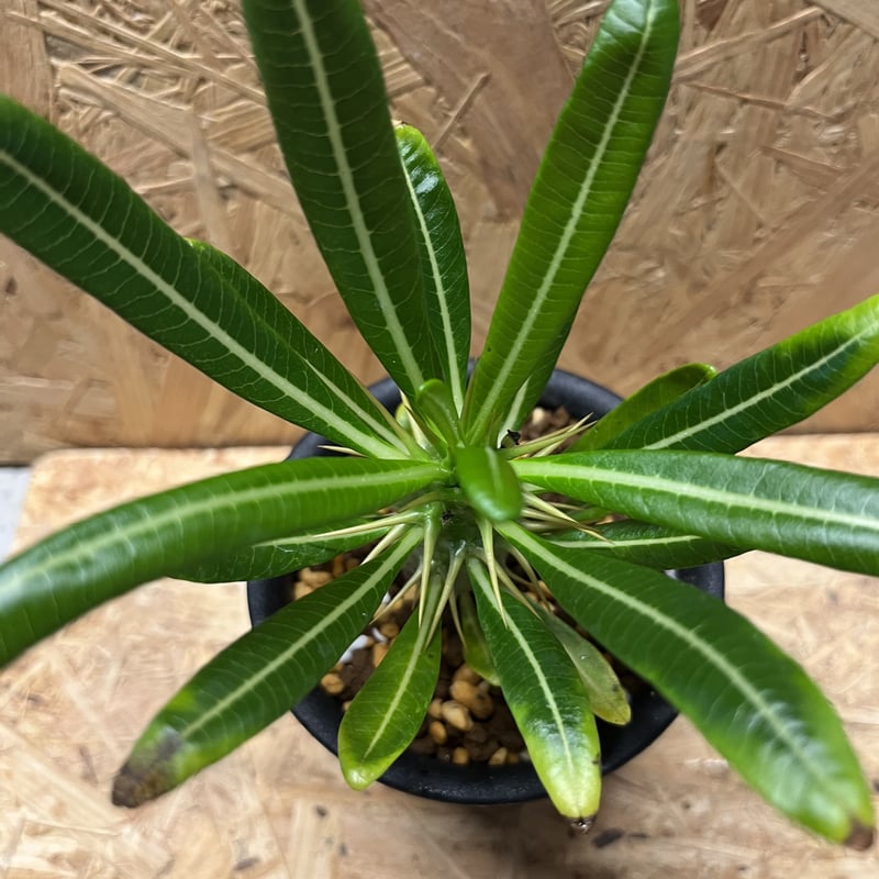 希少 パキポディウム アンボンゲンセ 観葉植物 パキポディウム アンボンゲンセ×Wild Heaven | GREEN LUCK