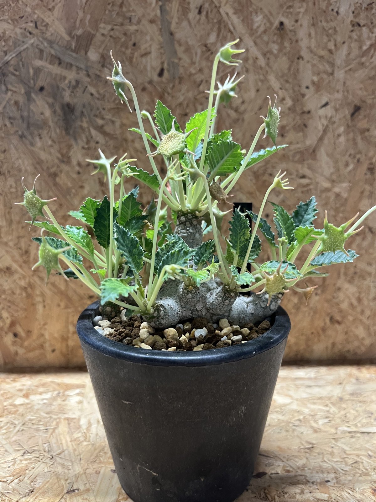 ドルステニア ホルウッディ | GREEN LUCK