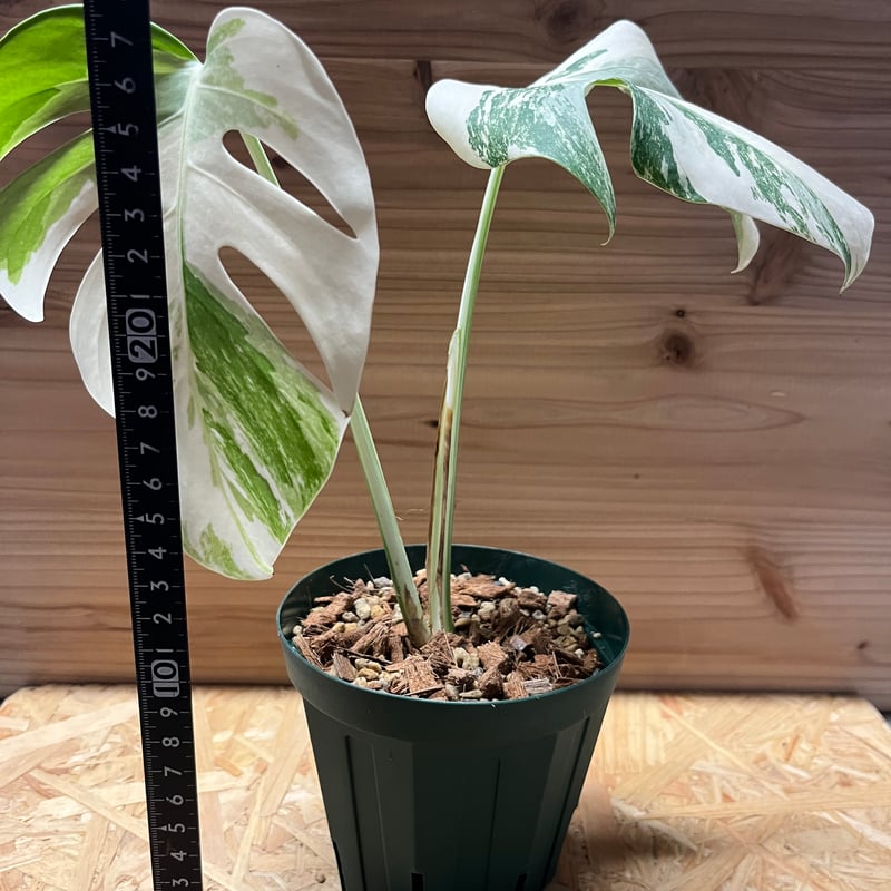 極斑入り モンステラ ボルシギアナ バリエガータ | GREEN LUCK