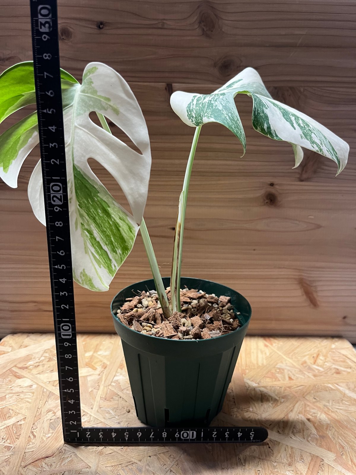 モンステラ 斑入り ボルシギアナ Fc-T】モンステラ 斑入り