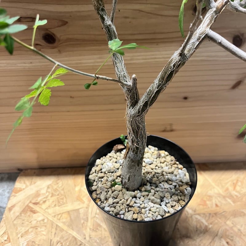 ブルセラ ファガロイデス Bursera fagaroides Bursera fagaroides (ブルセラ・ファガロイデス) メキシコ産の