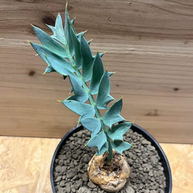 エンセファラルトス ホリダス | GREEN LUCK