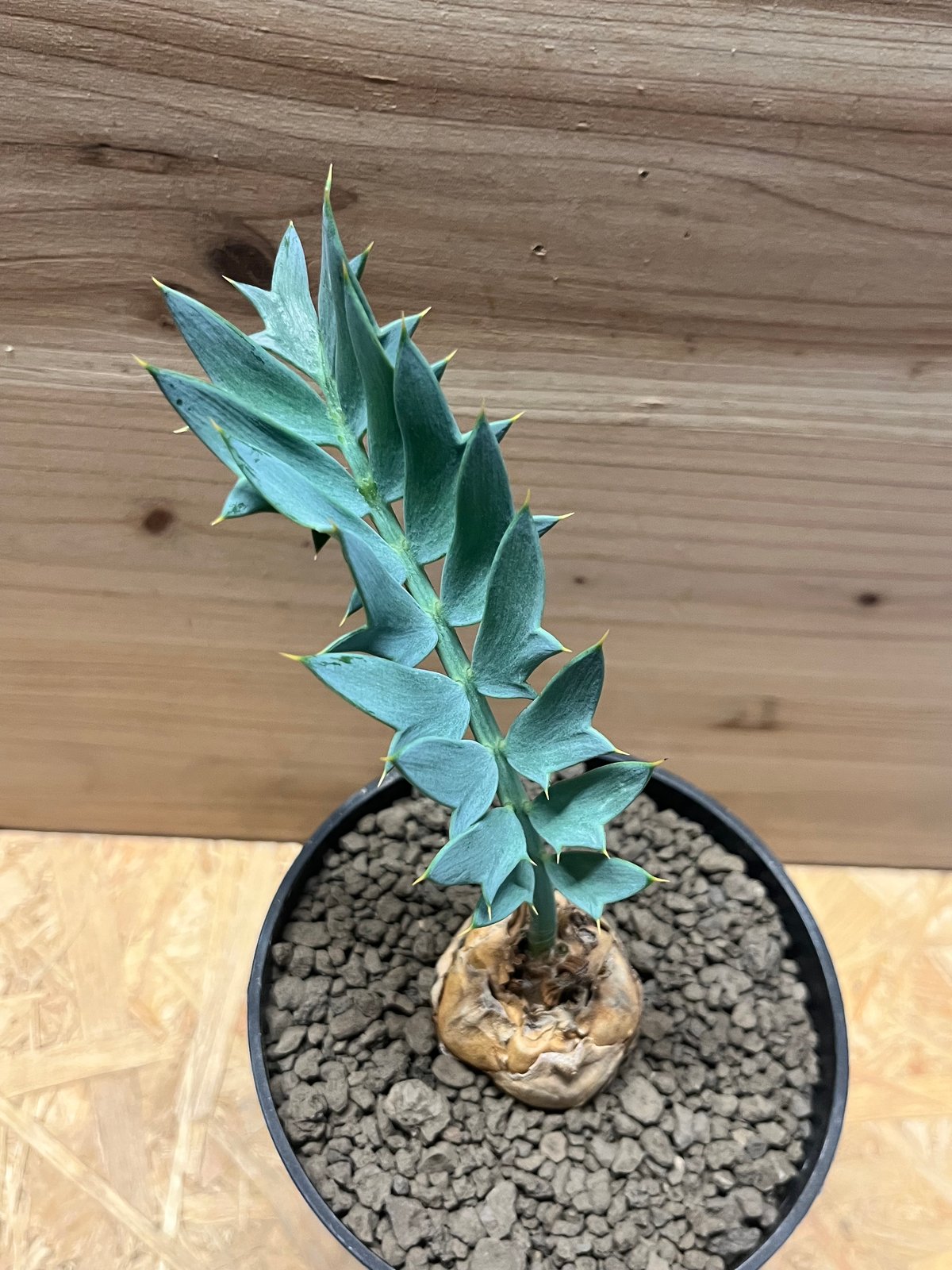 エンセファラルトス ホリダス | GREEN LUCK