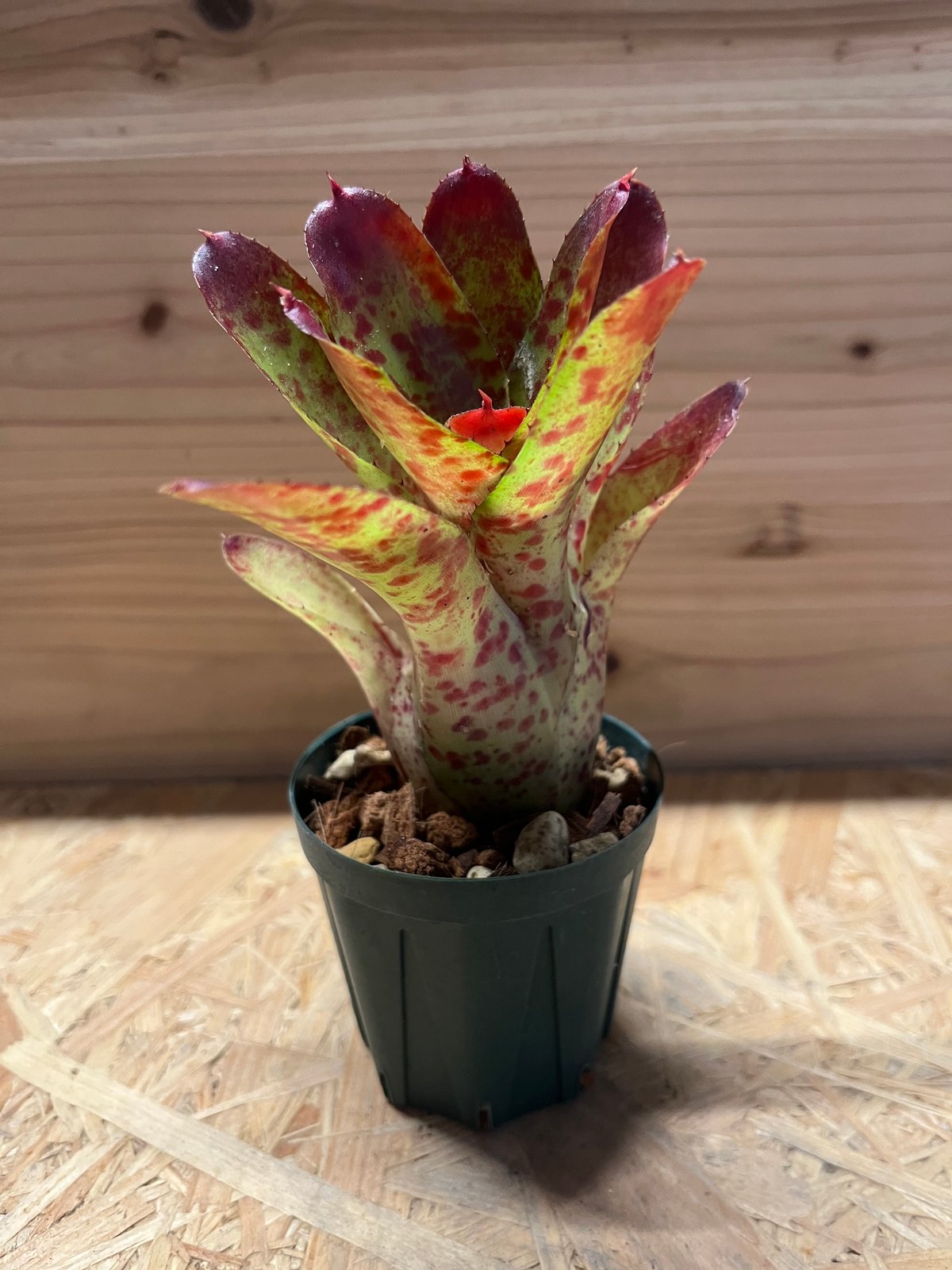 ネオレゲリア オレンス | GREEN LUCK