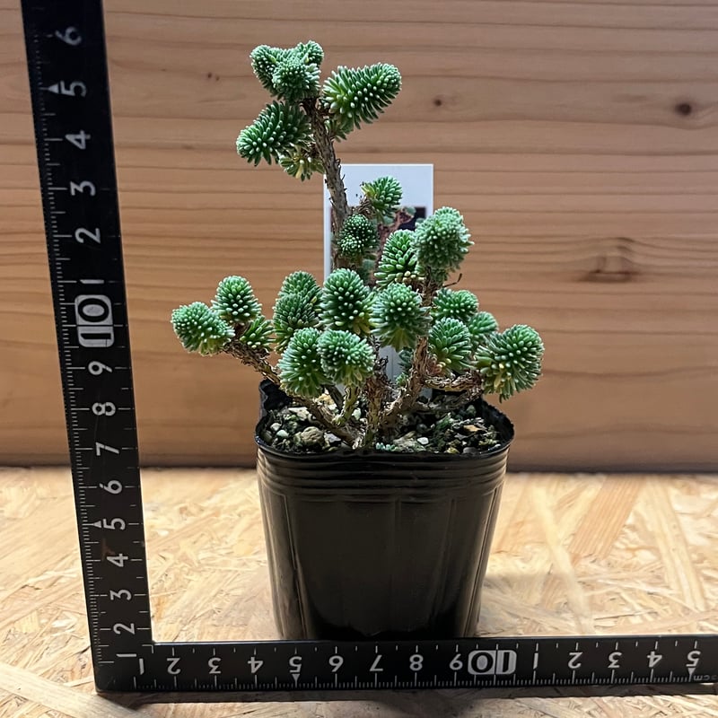 セダム ムルチセプス 小松緑 | GREEN LUCK