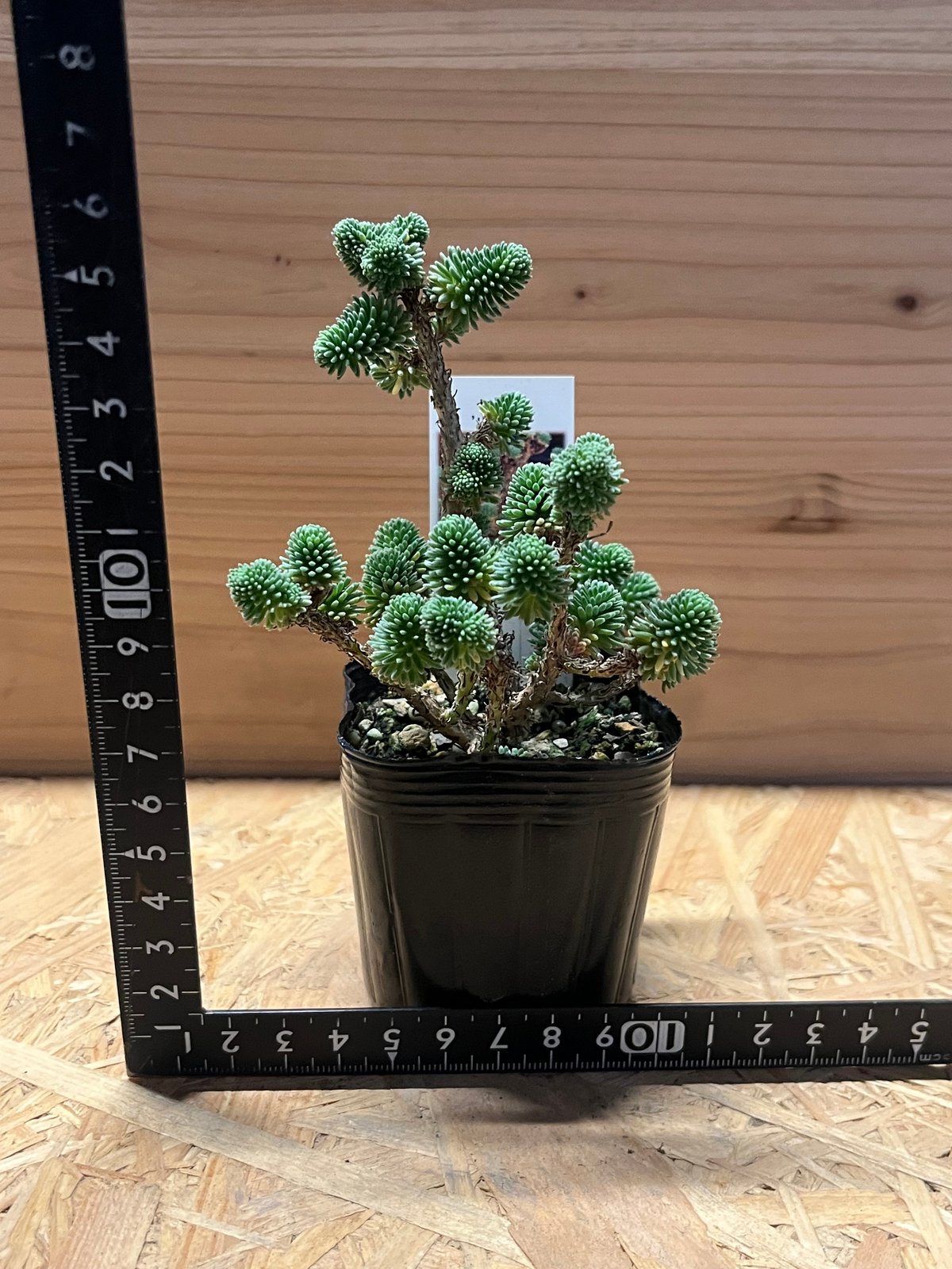 セダム ムルチセプス 小松緑 | GREEN LUCK