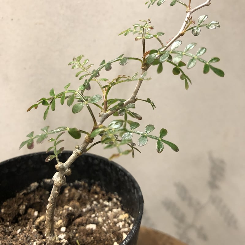 オペルクリカリア パキプス 実生 | GREEN LUCK