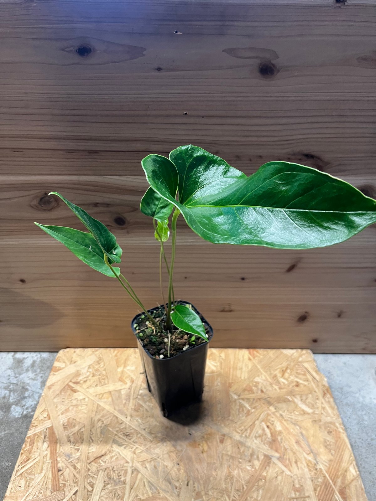 アンスリウム ペダツム | GREEN LUCK