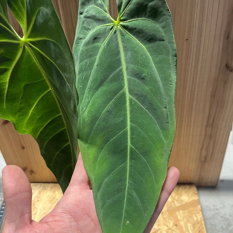 アンスリウム メタリカム | GREEN LUCK