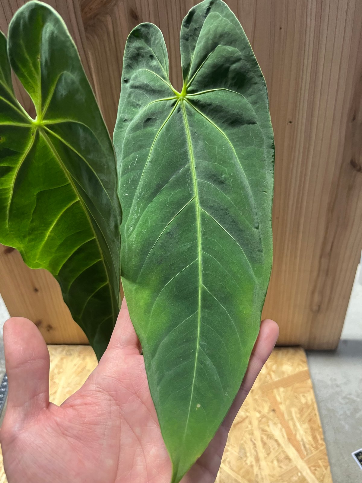 fit=scale-down,w=1200