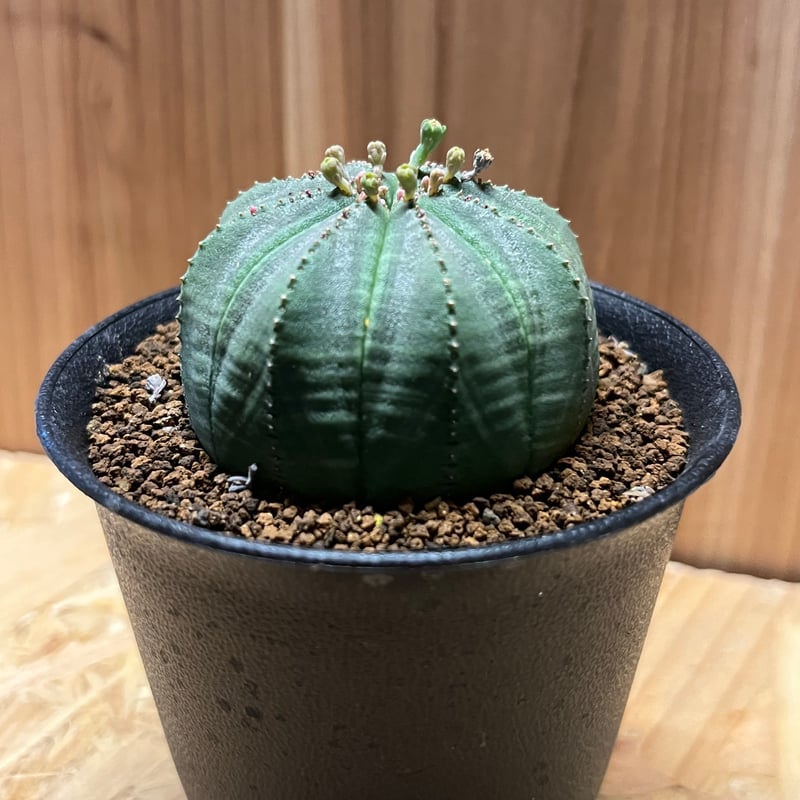 ユーフォルビア オベサ | GREEN LUCK