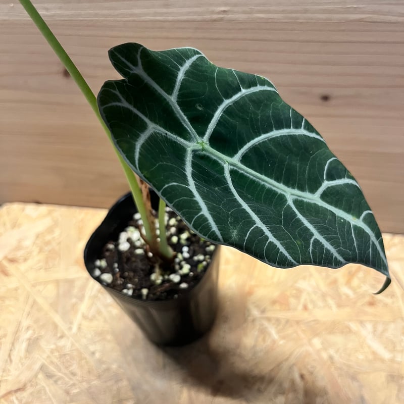 アロカシア ワトソニアナ 大株 アロカシア・ワトソニア 7号 - 植物と暮らす m-plant