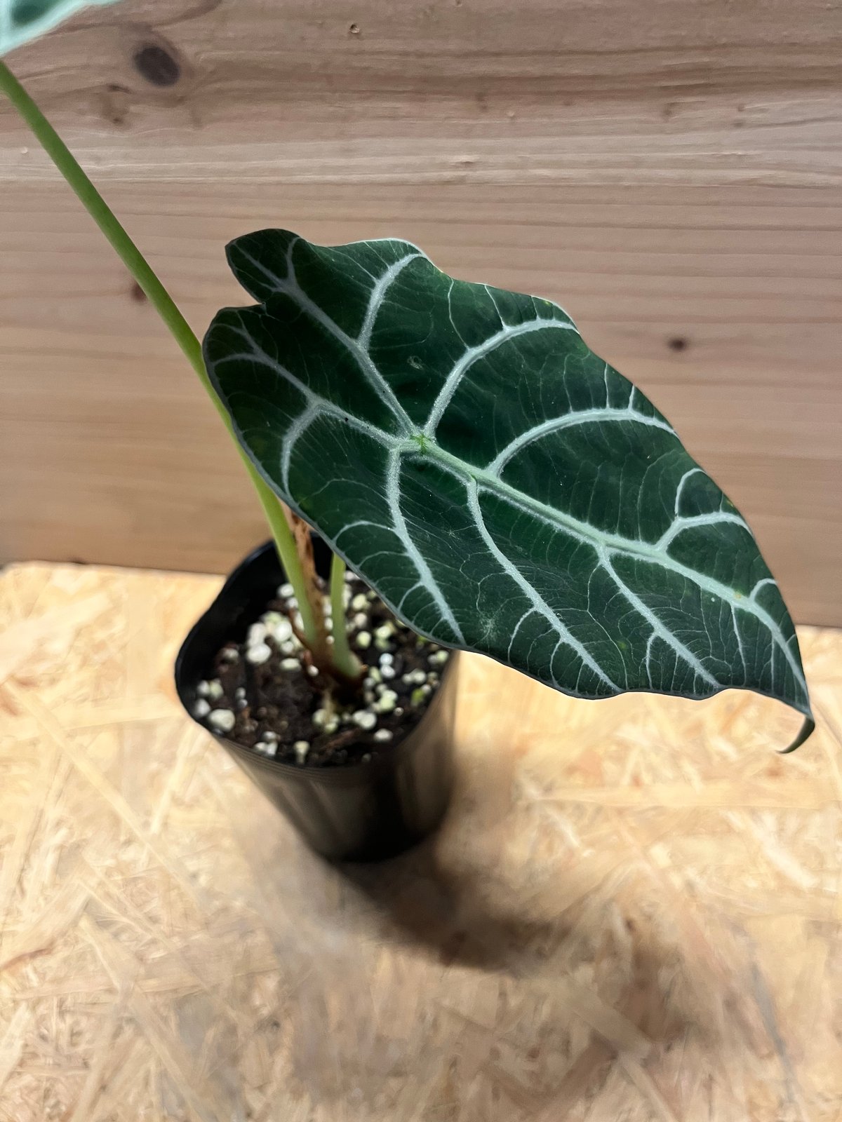 アロカシア ワトソニアナ 'ブラック' | GREEN LUCK