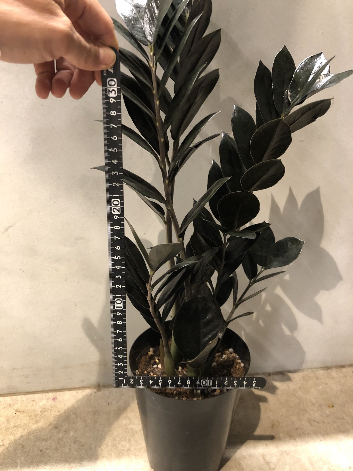 ザミオクルカス ラウンドリーフ 観葉植物 ザミオクルカス 6号 ラウンド