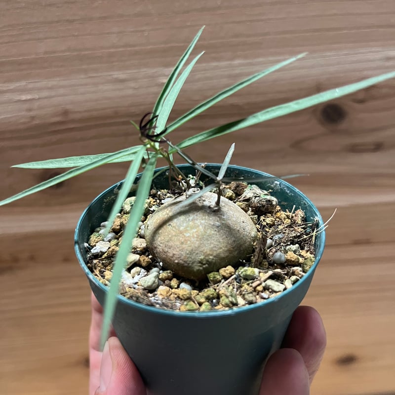 ブラキステルマ spec.Thailand | GREEN LUCK