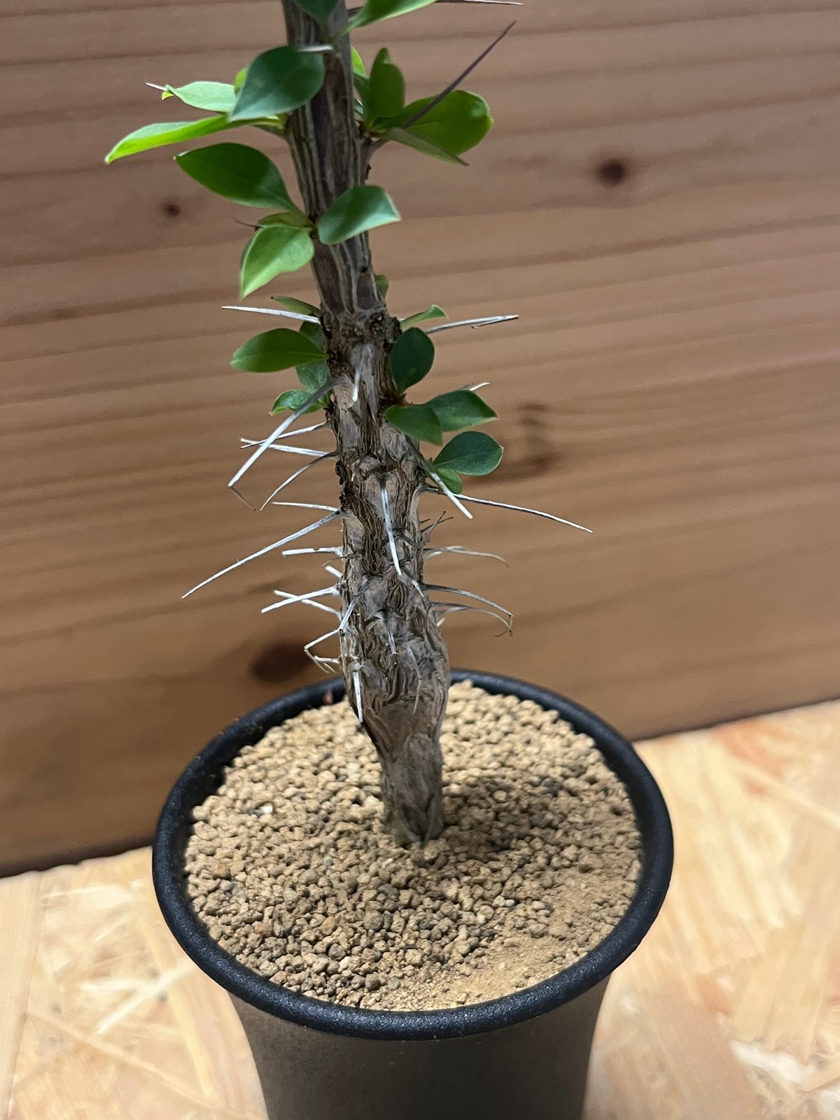 フォークイエリア ディグエッティ | GREEN LUCK