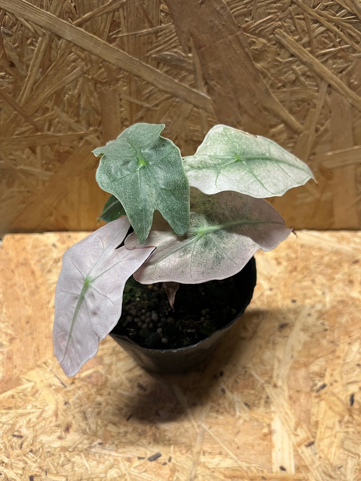 アロカシア　シンポ　バリエガータ Secret Bazaar | _ 『 アロカシア・シンポ 斑入り 』 Alocasia