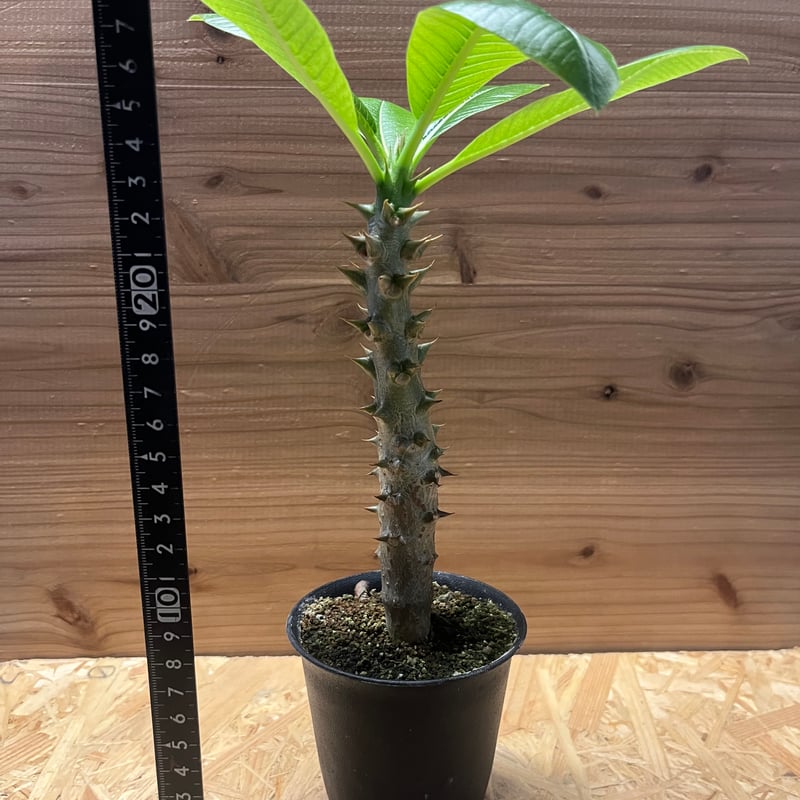 パキポディウム バロニー | GREEN LUCK