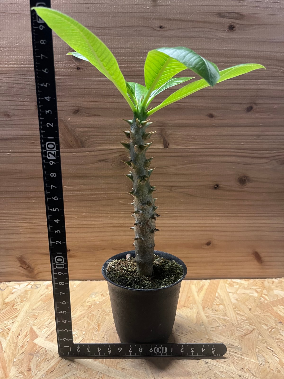 パキポディウム バロニー | GREEN LUCK パキポディウム バロニー | GREEN LUCK