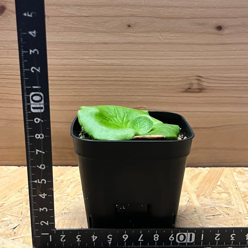 ビカクシダ コロナリウム | GREEN LUCK