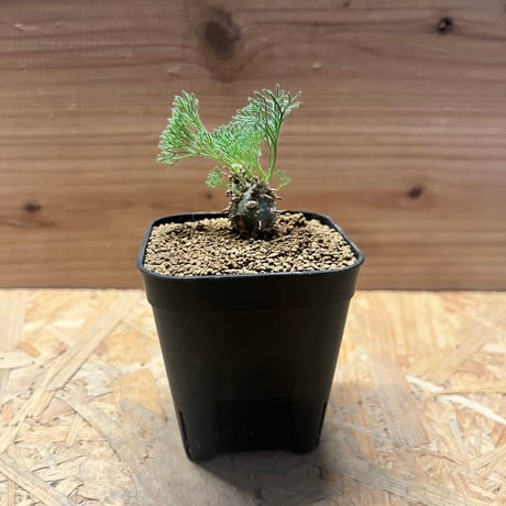 ペニクリナム | STORES