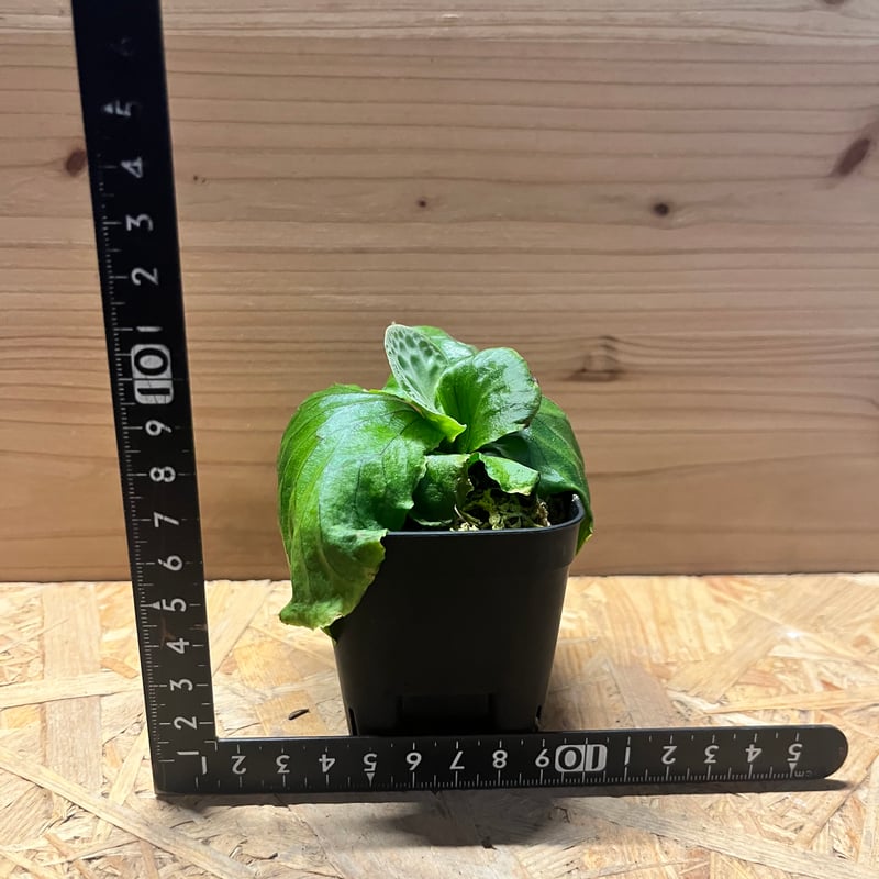 ビカクシダ マダガスカリエンセ | GREEN LUCK