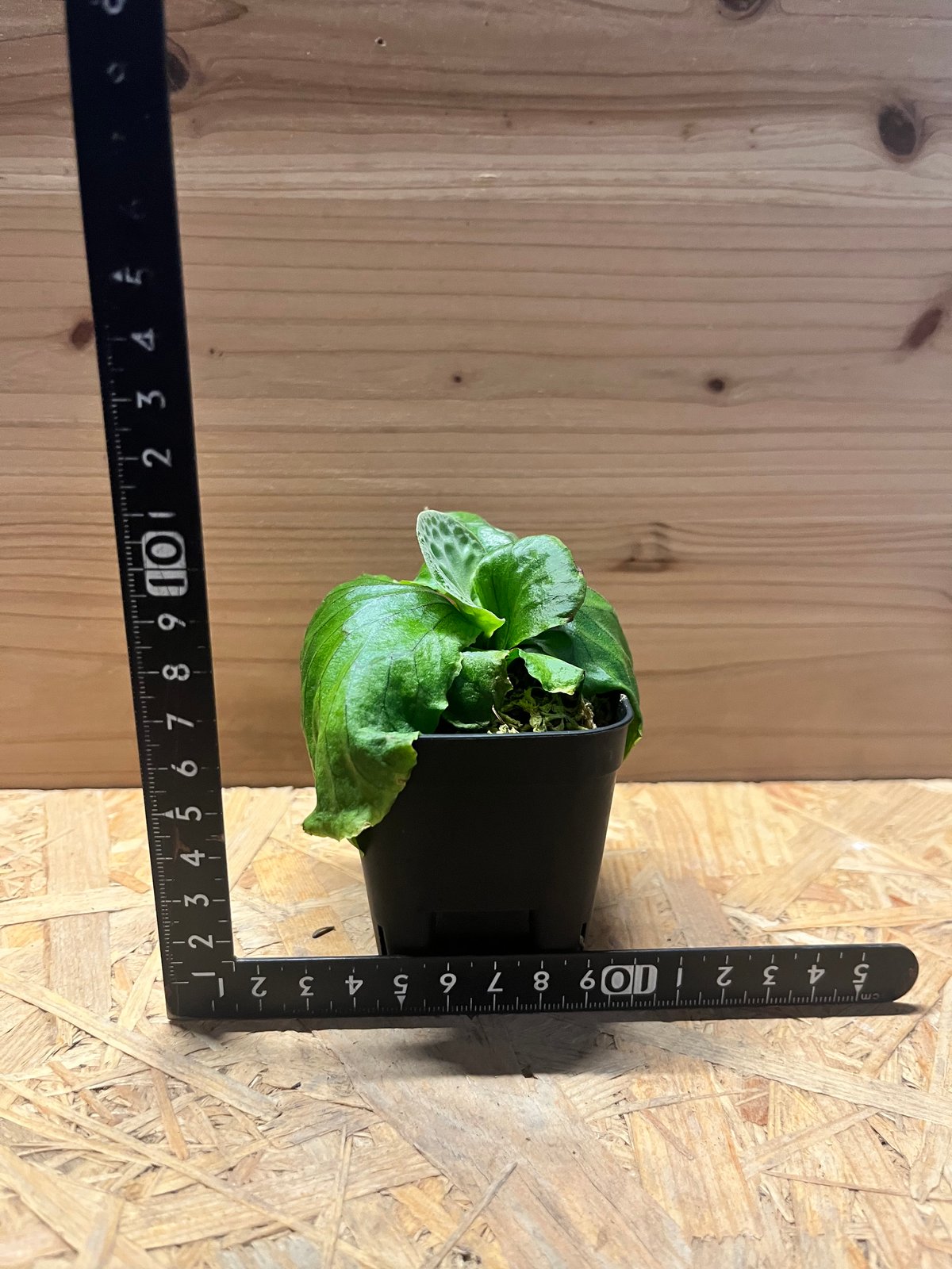 ビカクシダ マダガスカリエンセ | GREEN LUCK