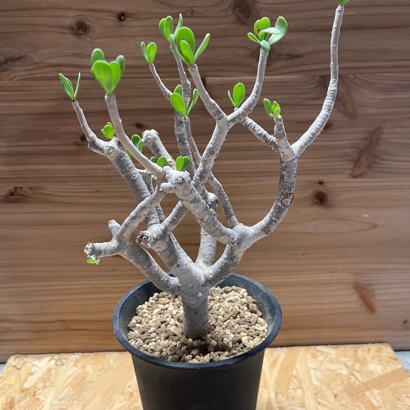 ノ*リ様 オトンナ　フルカタ オトンナ フルカタ | GREEN LUCK