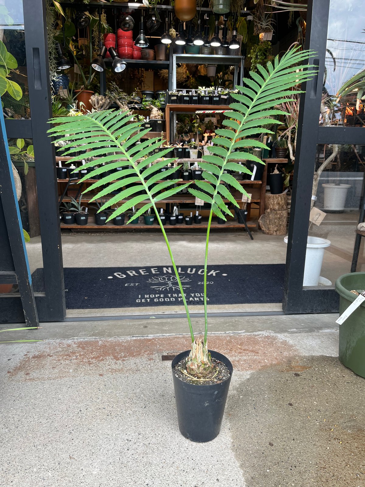 再最終値下げ ⑦ 【希少】 ディオーン　スピヌロスム ディオーン：スピヌロスム 7号硬質ポット の通販 | 園芸ネット