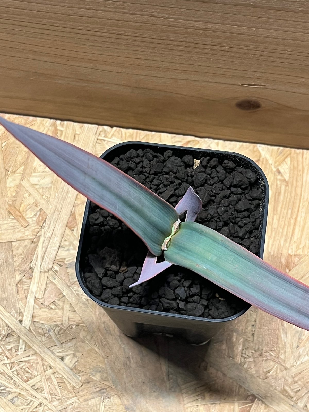 ウェルウィッチア ミラビリス 奇想天外 | GREEN LUCK