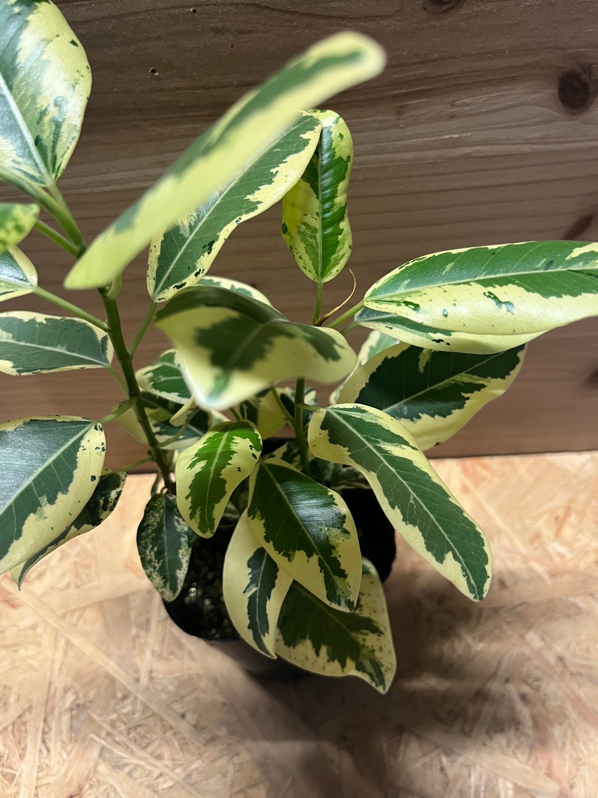 フィカス　ルビキノーサ 250425 5 184879218_o6.jpg?