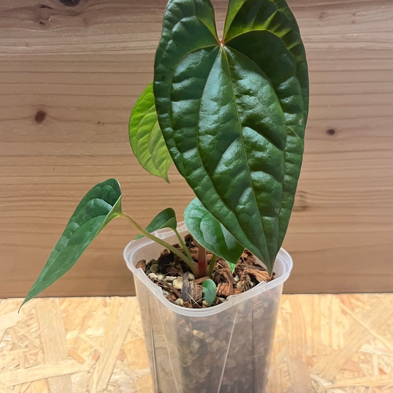 アンスリウム パピリラミナム 'ワイルド レッドベイン'×ルクスリアンス