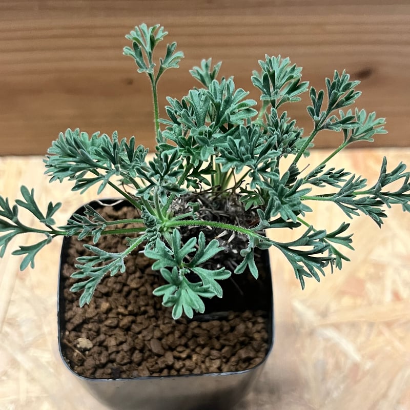 ペラルゴニウム ヒストリクス | GREEN LUCK