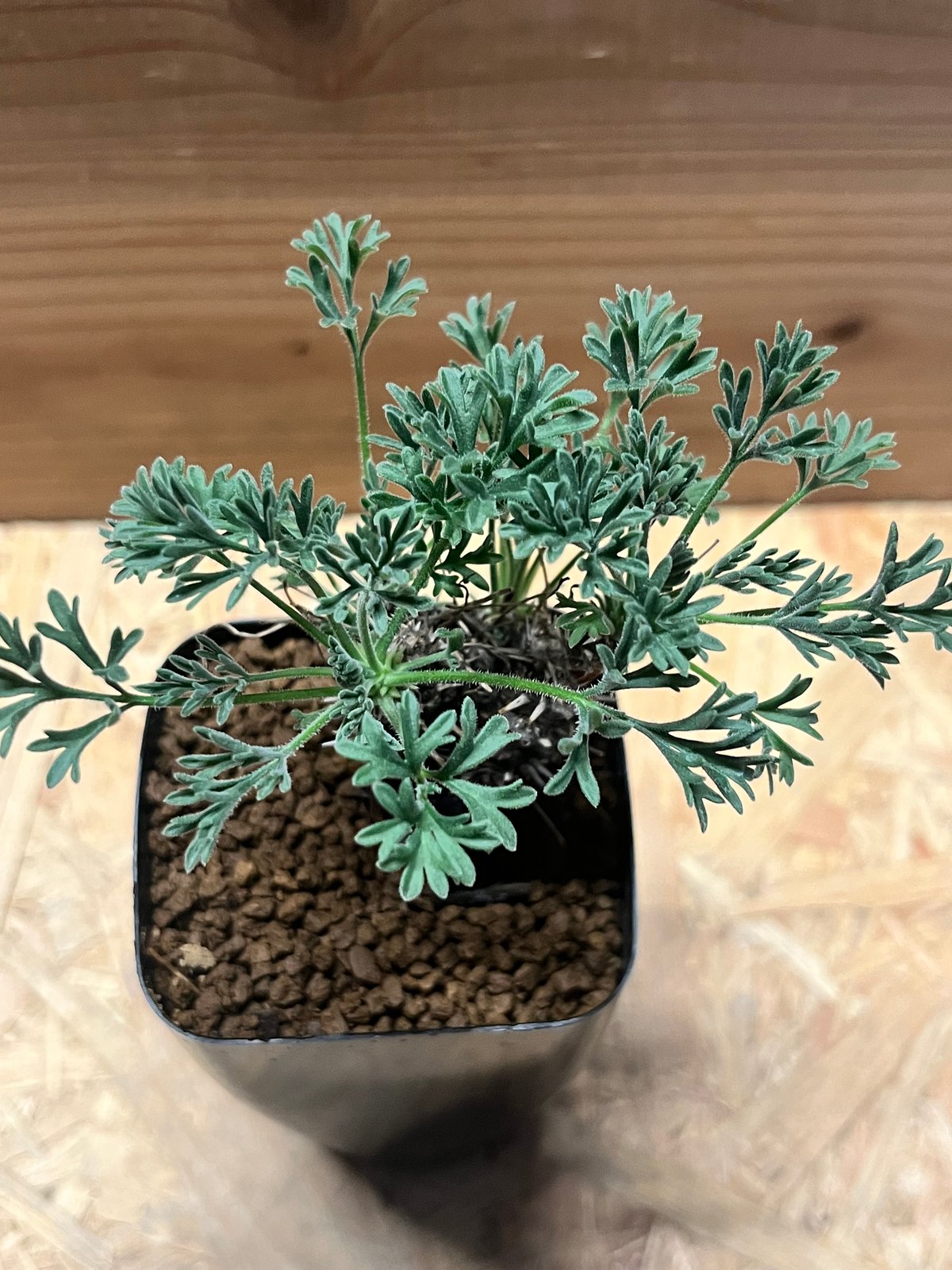 ペラルゴニウム ヒストリクス | GREEN LUCK