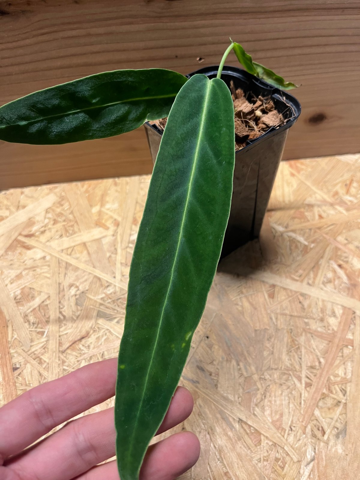 Anthurium warocqueanum アンスリウムワロクアーナム アンスリウム ワロクアナム(Warocqueanum) 3.5号透明鉢(個体