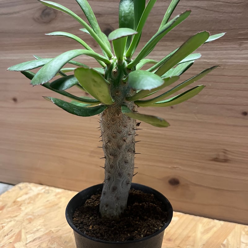 【美株】ユーフォルビアユニスピナ 実生 サボテン 多肉植物 塊根 E. namibensis 自分で播種して育ててる実生です。現地株から採れ