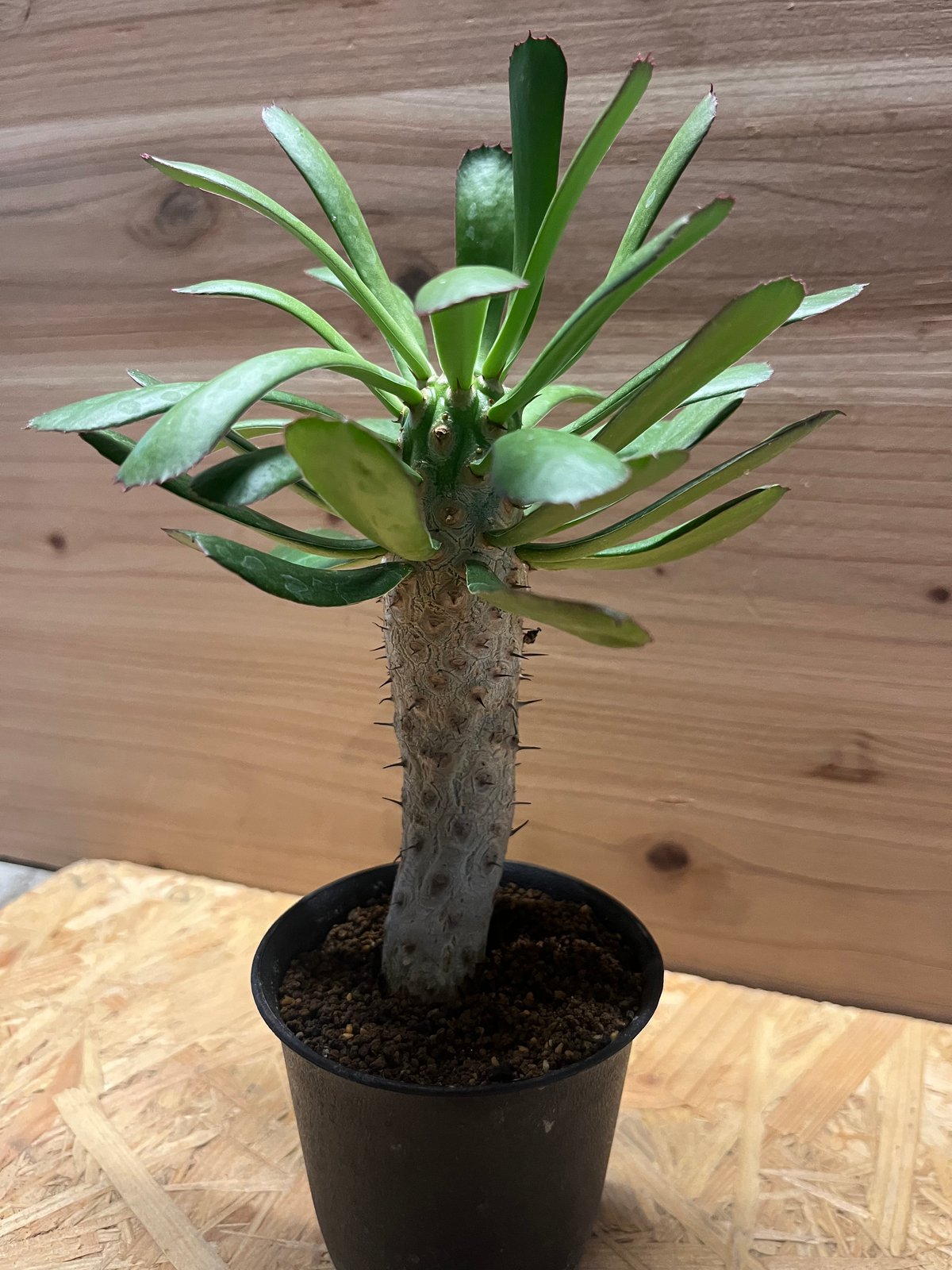 【美株】ユーフォルビア　ユニスピナ ユーフォルビア ユニスピナ | GREEN LUCK