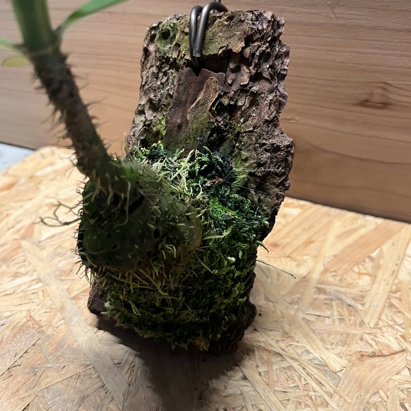 【極希少】アリ植物 アントルリザ・ブラクテオサ ノーマンビー島産 コルク仕立て アントルリザ ブラクテオサ 'ノーマンビー' | GREEN LUCK