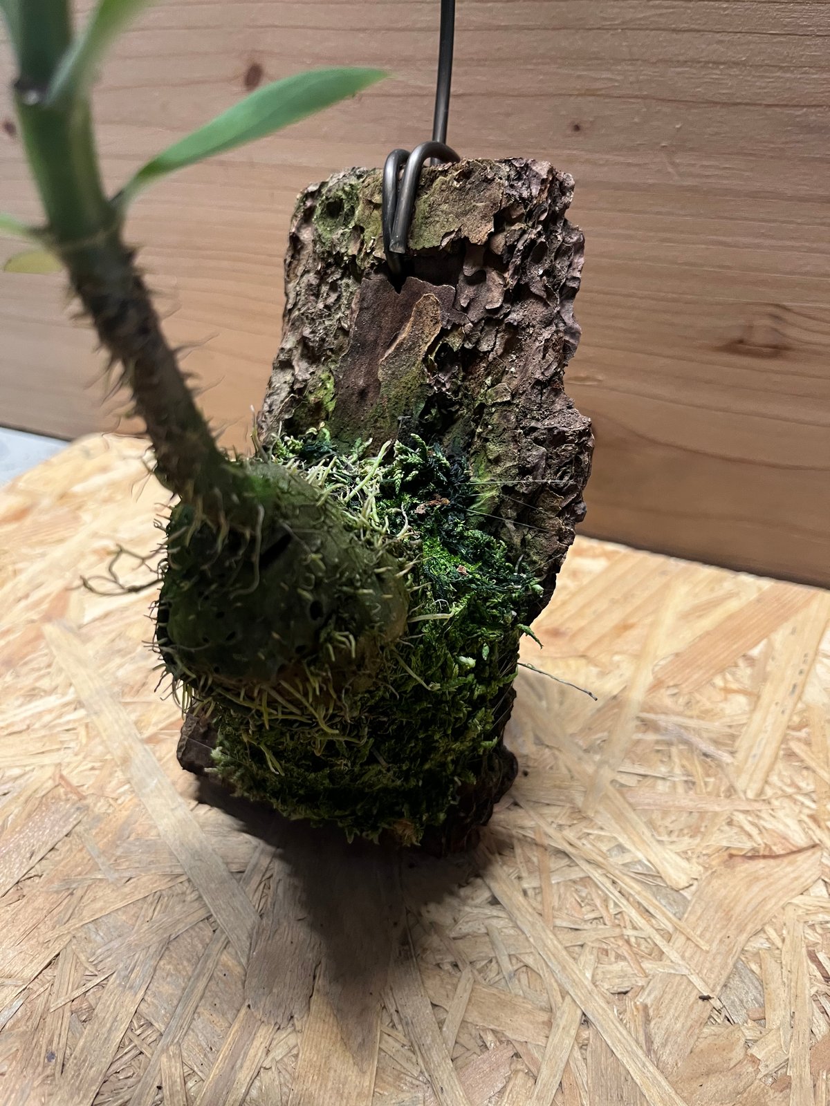 【極希少】アリ植物 アントルリザ・ブラクテオサ ノーマンビー島産 コルク仕立て アントルリザ ブラクテオサ 'ノーマンビー' | GREEN LUCK