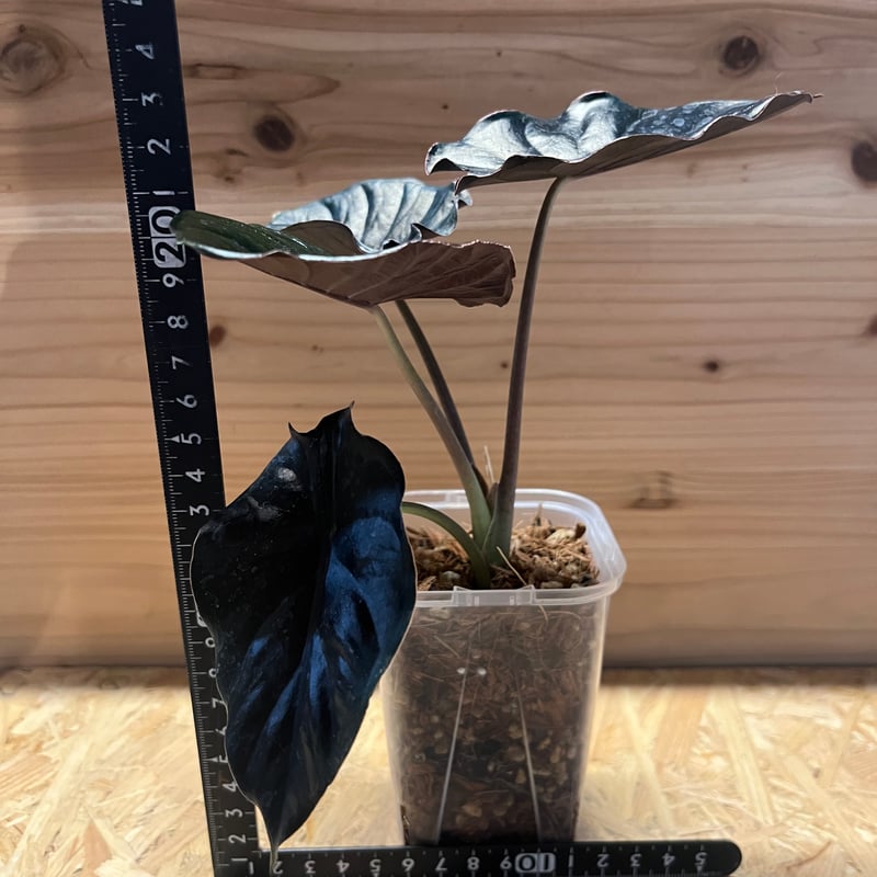 アロカシア インフェルナリス ブラックマジック | GREEN LUCK