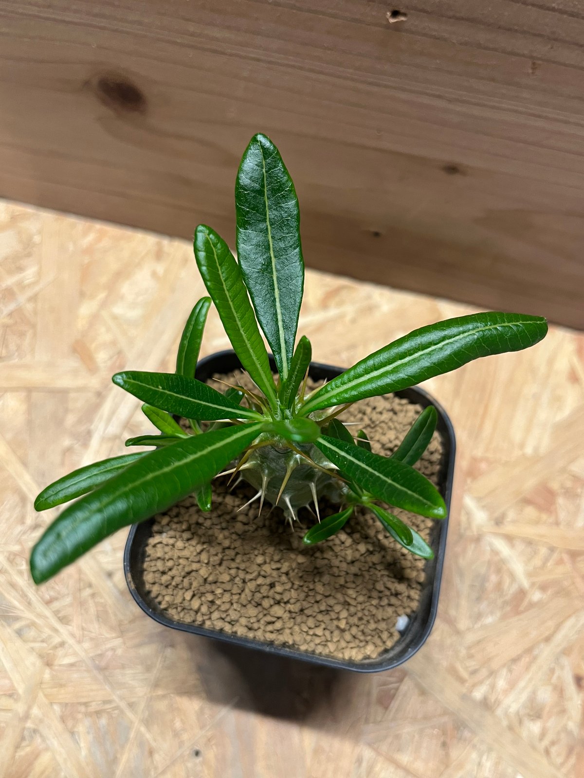 パキポディウム アンボンゲンセ | GREEN LUCK