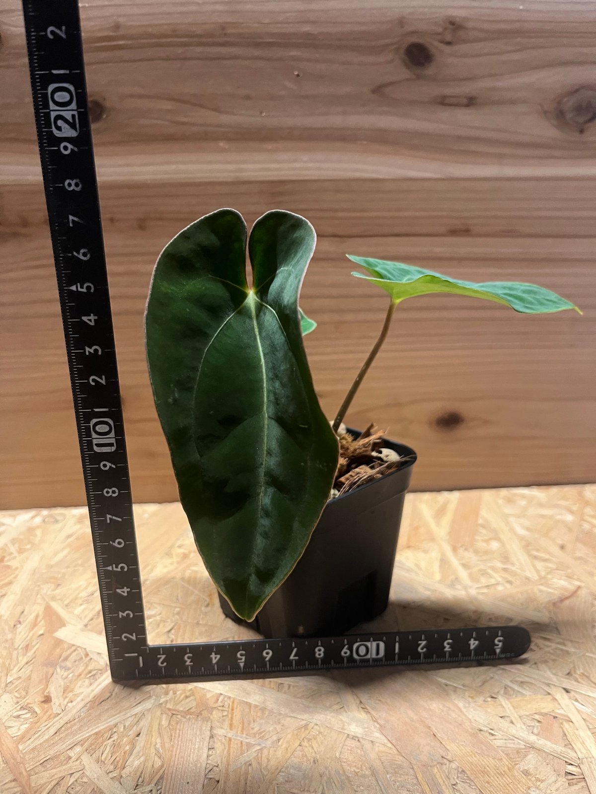 【全商品オープニング価格 特別価格】 パピリラミナム【Guna アンスリウム Yara】×aff.besseae GREEN | その他観葉植物