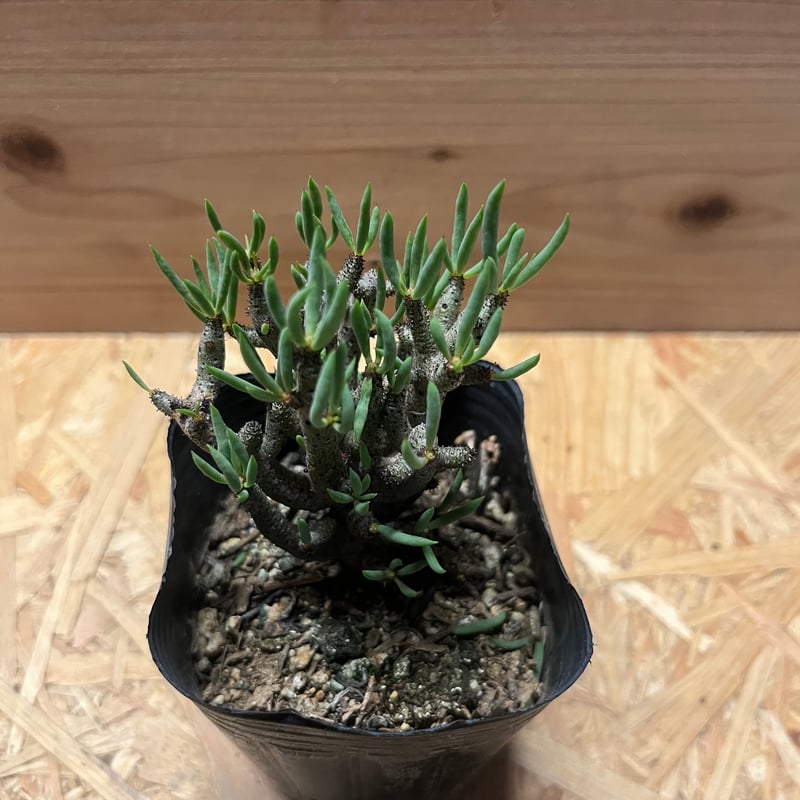 チレコドン ブッコルジアヌス | GREEN LUCK